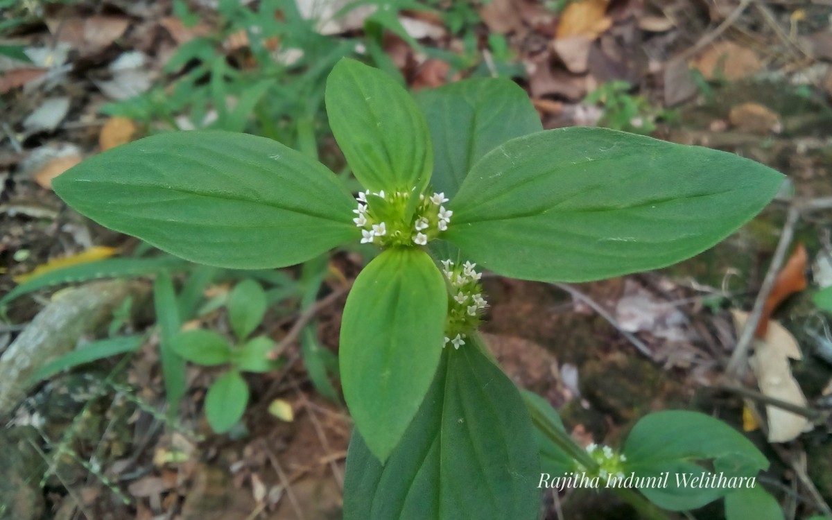 Mitracarpus hirtus (L.) DC.